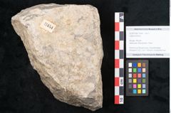 Foto (Objekt + Etikett) von Juglans bilinica (NHMW-GEO-2024-0188-11454)